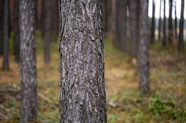 Sonbahar ormanı. Sonbahar ağaçları. Renkler.