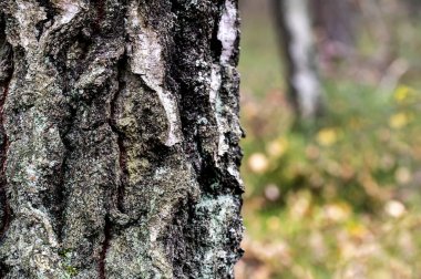 Sonbahar ormanı. Sonbahar ağaçları. Renkler.