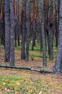 Sonbahar ormanı. Sonbahar ağaçları. Renkler.