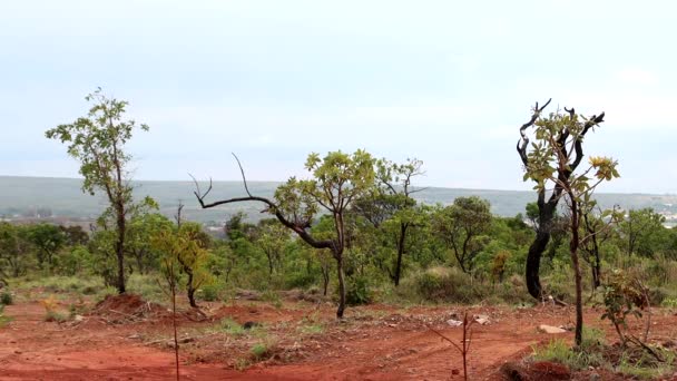 Het Natuurlijke Landschap Het Burle Marx Natuurpark Noordwest Brasilia Bekend — Stockvideo