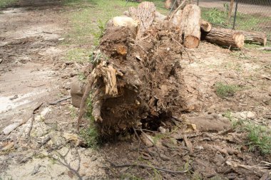Brasilia 'daki Olhos de agua parkında bir fırtına sırasında sökülmüş ve devrilmiş bir ağaç. 