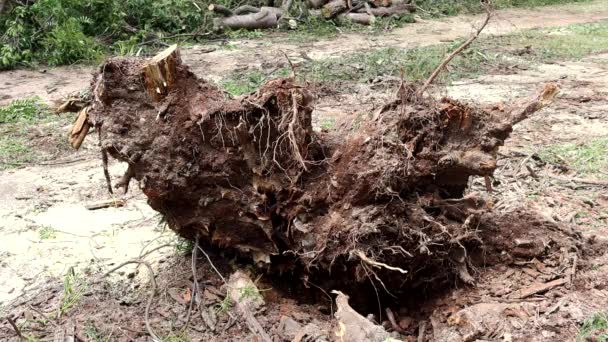 Copac Care Fost Dezrădăcinat Căzut Timpul Unei Furtuni Vânt Parcul — Videoclip de stoc