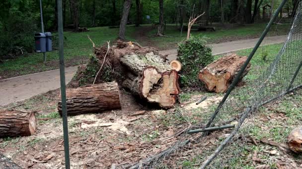 Uma Árvore Que Foi Arrancada Caiu Durante Uma Tempestade Vento — Vídeo de Stock