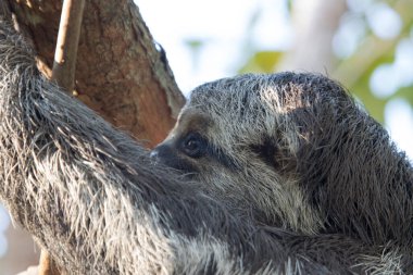 Amazonia, Brezilya 'da Amazon yağmur ormanlarındaki bir ağaca asılı miskin hayvan.