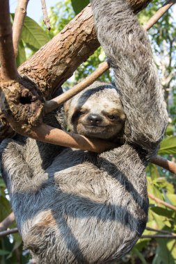 Amazonia, Brezilya 'da Amazon yağmur ormanlarındaki bir ağaca asılı miskin hayvan.