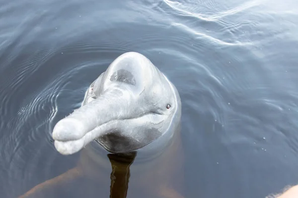 Дельфіни Річки Також Відомі Ботос Які Часто Зустрічаються Річках Амазонського — стокове фото