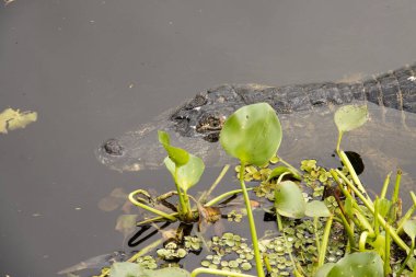Bataklıktaki timsahlar Mato Grosso, Brezilya 'da Pantanal olarak bilinir.