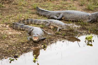 Bataklıktaki timsahlar Mato Grosso, Brezilya 'da Pantanal olarak bilinir.