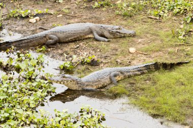 Bataklıktaki timsahlar Mato Grosso, Brezilya 'da Pantanal olarak bilinir.