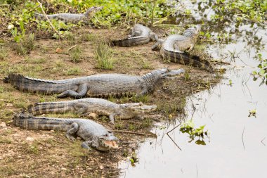 Bataklıktaki timsahlar Mato Grosso, Brezilya 'da Pantanal olarak bilinir.