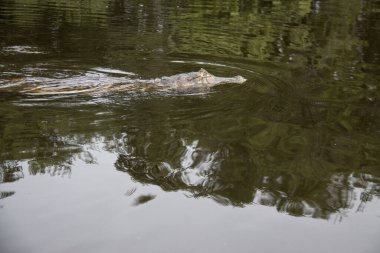 Bataklıktaki timsahlar Mato Grosso, Brezilya 'da Pantanal olarak bilinir.