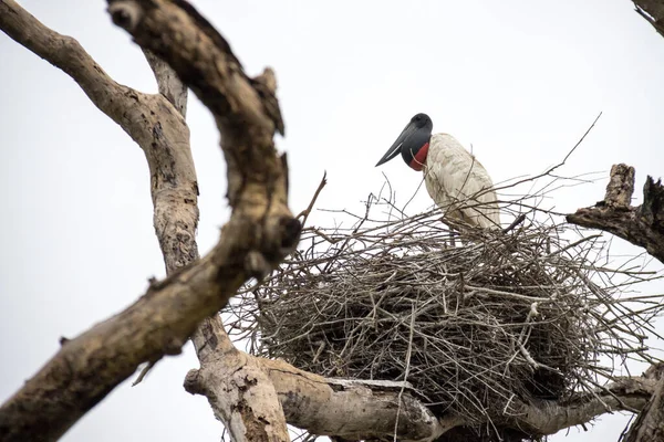 stock image The tuiuiu stork or jabiru stork up in her nest in the Pantanal region of Brazil 