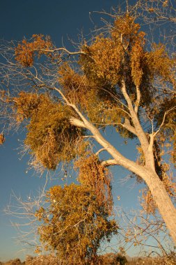 ABD 'nin güneybatısındaki çölde yaprakları dökülmeye başlayan bir Cottonwood ağacı.