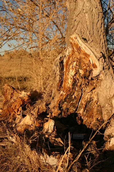 Вмираюче Дерево Бавовни Яке Розбилося Біля Пенька — стокове фото