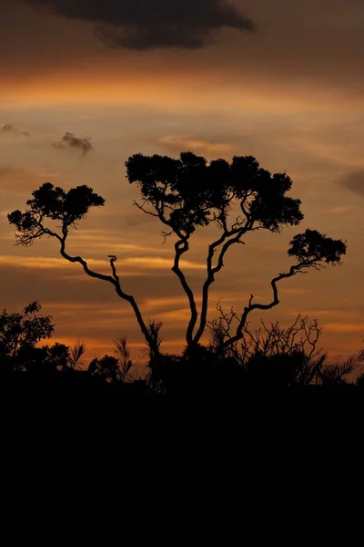 Мбаппе Красочный Закат Саваннах Серрадос Бразилии Силуэтом Деревьев — стоковое фото