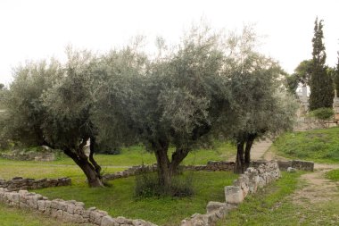 Roma Agora 'da ve Atina' da yetişen pek çok vahşi zeytin ağacı