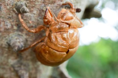 Anigic Tree 'deki ölü bir böceğin dış iskeleti aynı zamanda Brezilya' nın Savannas veya Cerrados bölgelerinde bulunan diş ipi olarak da bilinir.