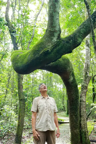 Biologist inspecting the crooked tree trunk of the Anigic Tree also known as the Floss silk that is found throughout the Savannas or Cerrados of Brazil