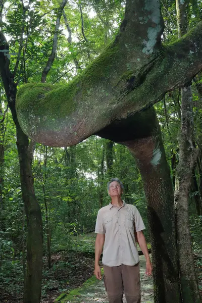Biologist inspecting the crooked tree trunk of the Anigic Tree also known as the Floss silk that is found throughout the Savannas or Cerrados of Brazil