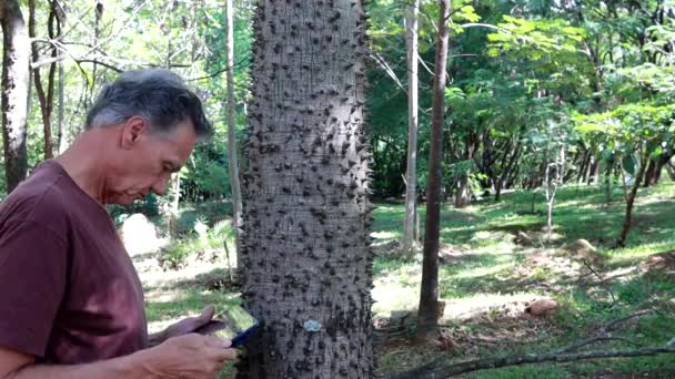 Biólogo Inspecionando Espinhos Árvore Ângica Também Conhecida Como Seda Floss — Vídeo de Stock