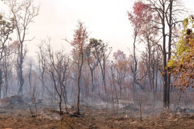 Brezilya, Brasilia 'daki Burle Marx Parkı' nda kundaklama sonucu çıkan yangının kalıntıları.