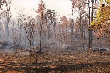 Brezilya, Brasilia 'daki Burle Marx Parkı' nda kundaklama sonucu çıkan yangının kalıntıları.