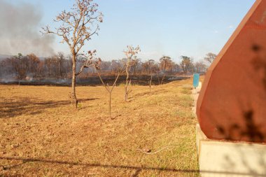 Brezilya, Brasilia 'daki Burle Marx Parkı' nda kundaklama sonucu çıkan yangının kalıntıları.