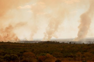 Ulusal Park 'taki büyük yangın namı diğer Brezilya' daki Parque Nacional de Brasilia kundaklamanın sonucu olarak 