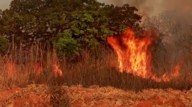 Brezilya 'nın kuzeybatı Brasilia bölgesindeki Burle Marx Parkı' nda kundaklamanın sonucu Noroeste olarak bilinen Büyük Yangın çıktı.