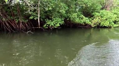 Dunas de Marape Brezilya 'daki Jequia Nehri boyunca büyüyen Mangrovlar  