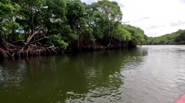 Jequia Nehri 'nden aşağı iniyor ve soldaki Mangrovları gözlemliyor. Dunas de Marape Brezilya yakınlarında.