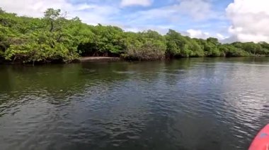 Jequia Nehri 'nden aşağı iniyor ve soldaki Mangrovları gözlemliyor. Dunas de Marape Brezilya yakınlarında.
