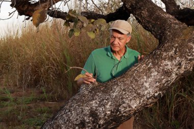 Saha biyoloğu, Burle Marx Park Brasilia 'daki yangında hafif yanmış bir ağacı inceliyor.