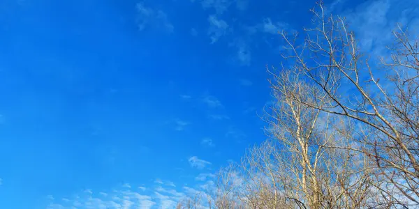 Wczesna Wiosna Natura Tapety Drzewa Bez Liści Tle Błękitnego Nieba — Zdjęcie stockowe