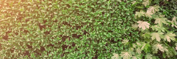 Zöld Növény Elhagyja Falat Természet Tematikus Tapéta Háttér — Stock Fotó