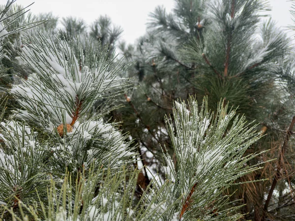 Ramas Árboles Navidad Con Nieve Enfoque Selectivo Naturaleza Temporada Invierno — Foto de Stock