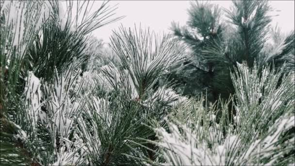 Christbaumzweige Schnee Bei Schneefall Winter Saison Urban Video Template Hintergrund — Stockvideo