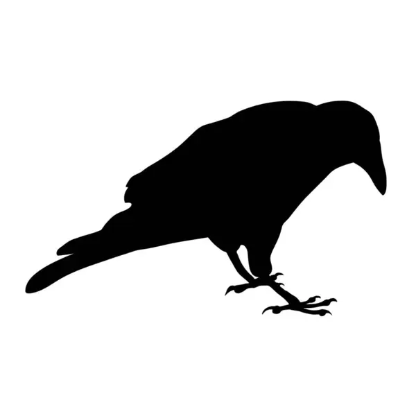Kuş Kargası Simge için Siyah Siluet.