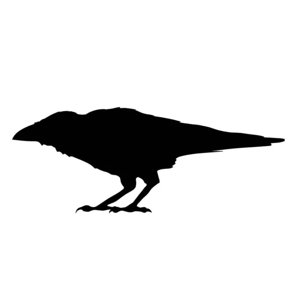 Kuş Kargası Simge için Siyah Siluet.