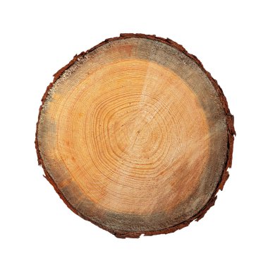 Yıllık Halkalarla Ağaç Kökü. İzole edilmiş. Clipping Path ile Dosya.
