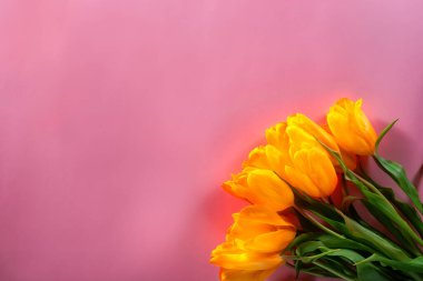 Yeşil saplı sarı laleler pembe bir yüzeye dizilmiş. Tazelik ve güzellik çağrıştırıyor..
