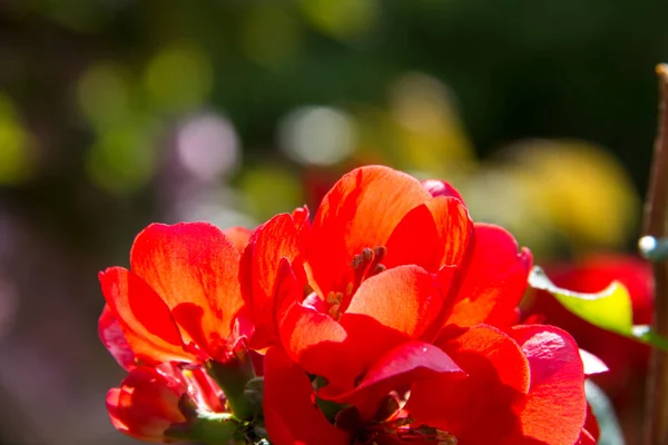 Flor Jardín Floreciendo Primavera Con Fondo Planta Borrosa Verde —  Fotos de Stock