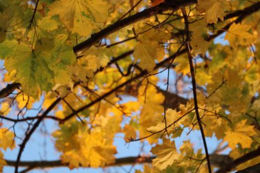 Almanya 'nın Dresden kentinde sonbaharda öğleden sonra güneş tarafından aydınlatılan sarı ve turuncu akçaağaç yapraklarına yakın çekim. Yüksek kalite fotoğraf