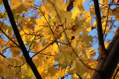 Almanya 'nın Dresden kentinde sonbaharda öğleden sonra güneş tarafından aydınlatılan sarı ve turuncu akçaağaç yapraklarına yakın çekim. Yüksek kalite fotoğraf