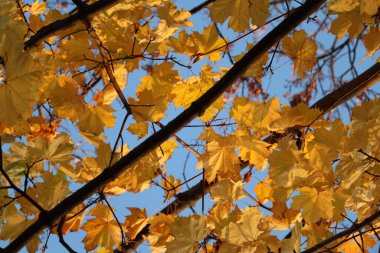 Almanya 'nın Dresden kentinde sonbaharda öğleden sonra güneş tarafından aydınlatılan sarı ve turuncu akçaağaç yapraklarına yakın çekim. Yüksek kalite fotoğraf