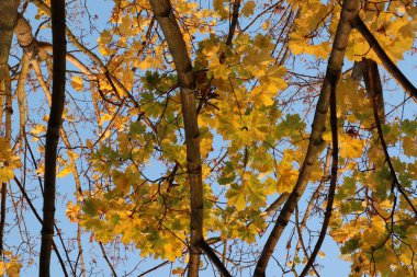Sarı akçaağaç yaprakları sonbaharda Dresden, Almanya 'da günbatımında arka planda kalır. Yüksek kalite fotoğraf