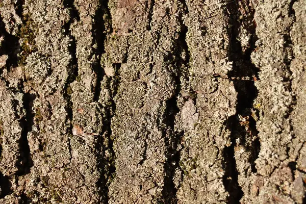 Ağaç kabuğunu kapat. Yüksek kalite fotoğraf