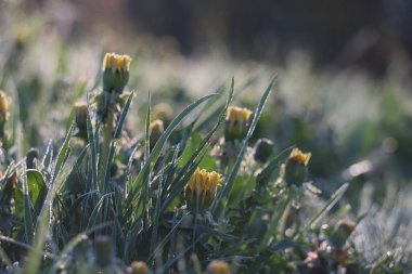 Bloom 'daki Sarı Çiçeklerin Yakın Çekimi. Yüksek kalite fotoğraf