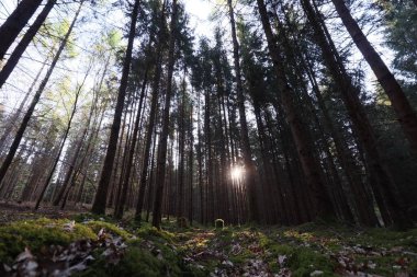 Uzun Orman 'da Güneş Işığı Filtresi. Yüksek kalite fotoğraf