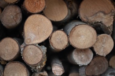 Yığılmış Kereste Kayıtları Düzgünce Düzenlenmiş Kırsal Orman Manzarası Sürdürülebilir Kullanıma Hazır. Yüksek kalite fotoğraf